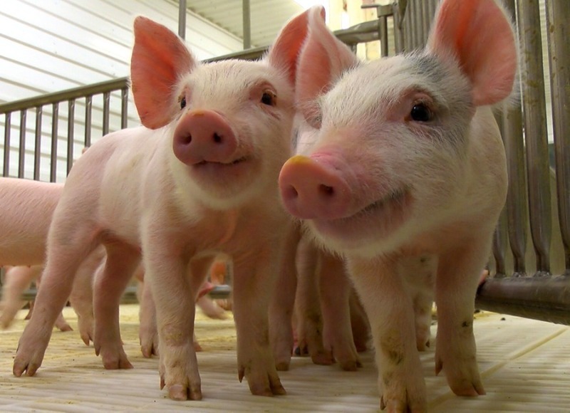 חוקים אבסורדיים נגד בעלי חיים במדינות שונות