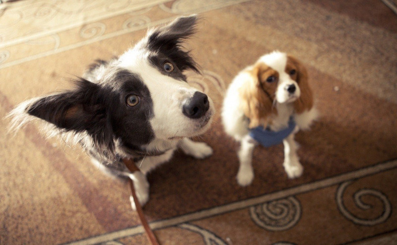 איזה גזע הם?: 10 כלבים מסרטים וסרטים מצוירים מפורסמים