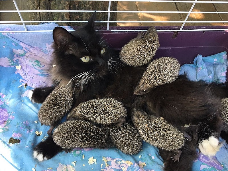 אמא של הקיפוד, חתולה