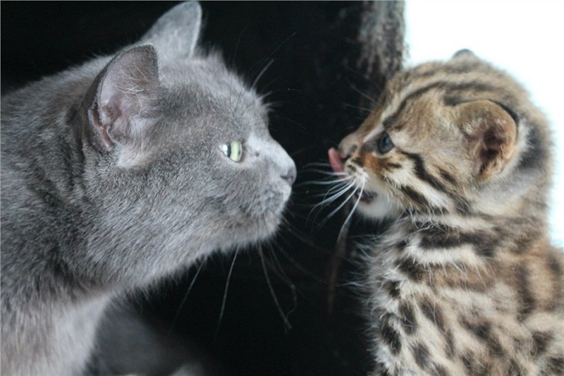 חתולה ביתית הפכה לאם לגורי חתולים פראיים.