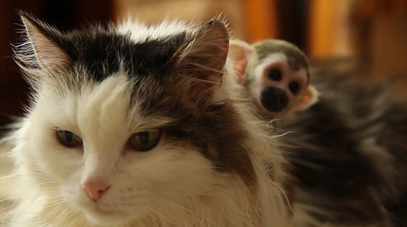 אמא לקופים קטנים