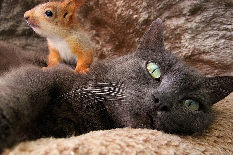 החתול גידל סנאים