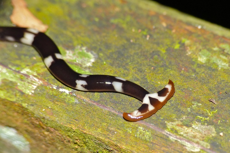 בעלי חיים המסוגלים להתחדש