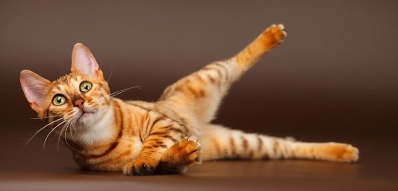 7 פקודות שתוכלו ללמד כל חתול