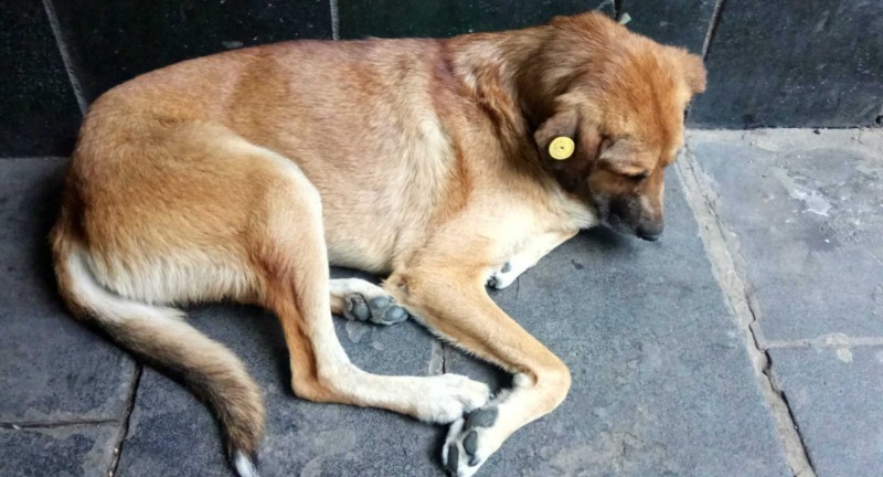 מה המשמעות של תגי אוזניים צבעוניים על כלבים משוטטים?