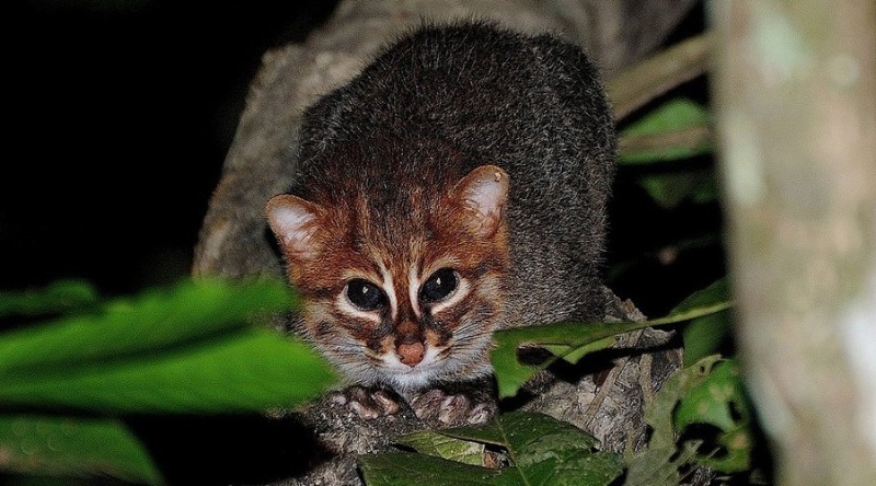 יגוארונדים, קודקודות ועוד 5 חתולי בר נדירים שאנשים רבים לא יודעים עליהם
