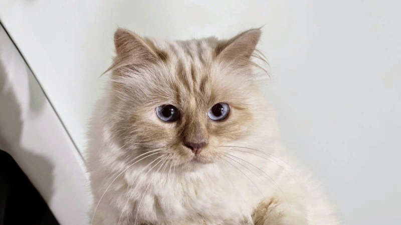 7 חיות שיש להן וילות משלהן, משרתים וחשבונות בנק של מיליון דולר