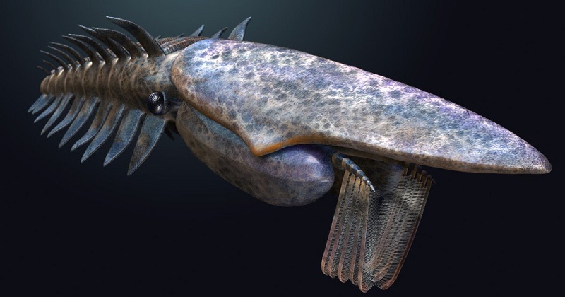 אגירוקסידה