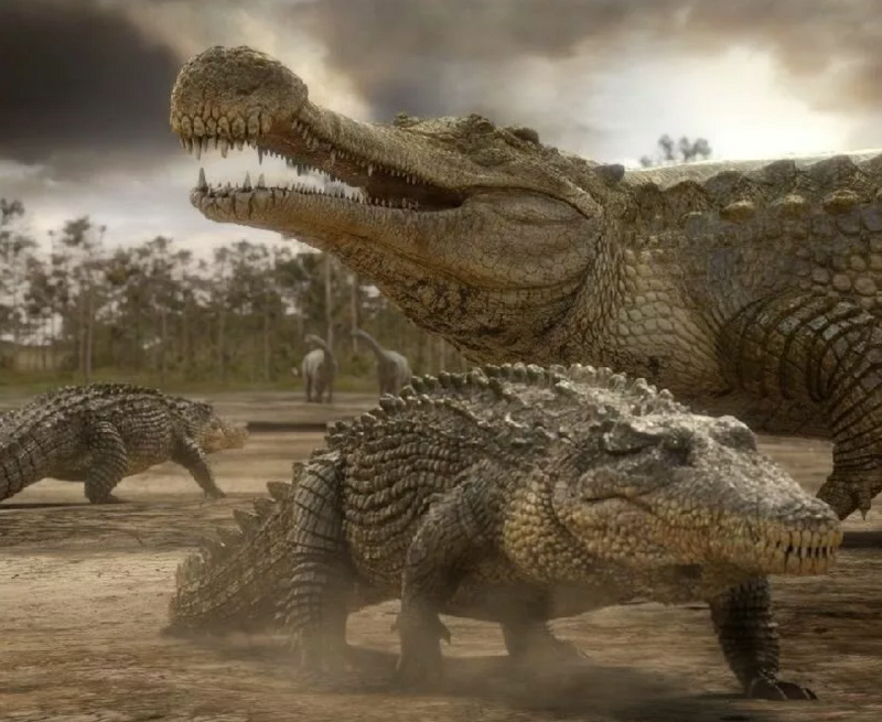 סרקוסוצ'וס אימפריאליס