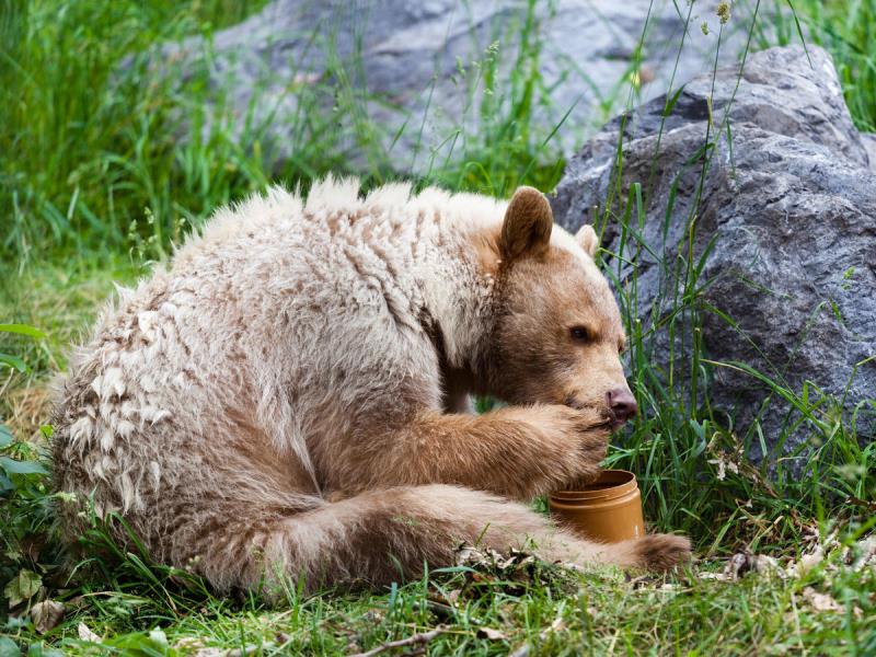 דובים הם מגושמים, משוגעים על דבש ומוצצי כפות: מה אמיתי ומה בדיה
