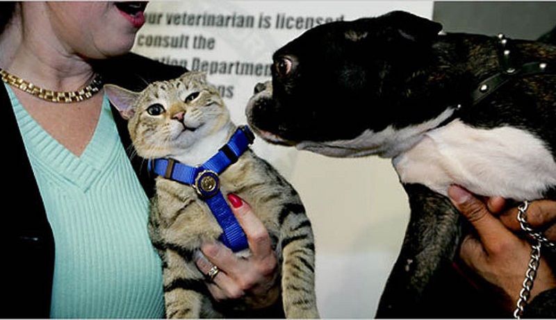 פרד, שחשף את הנוכל