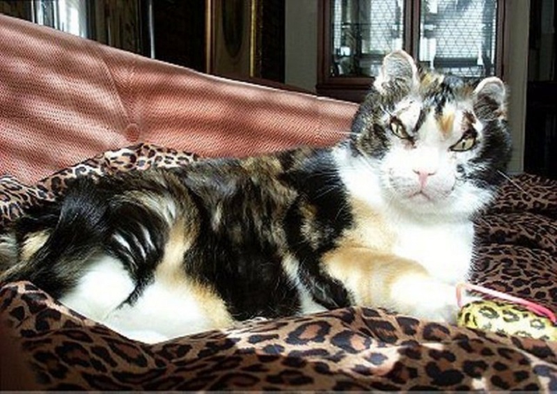 אמא הכי טובה של סקרלט