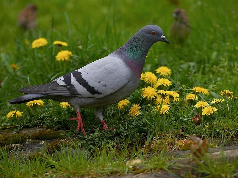 אנחנו יודעים מעט מאוד על יונים: 4 תפיסות מוטעות נפוצות לגבי הציפורים שאנו רואים כל יום