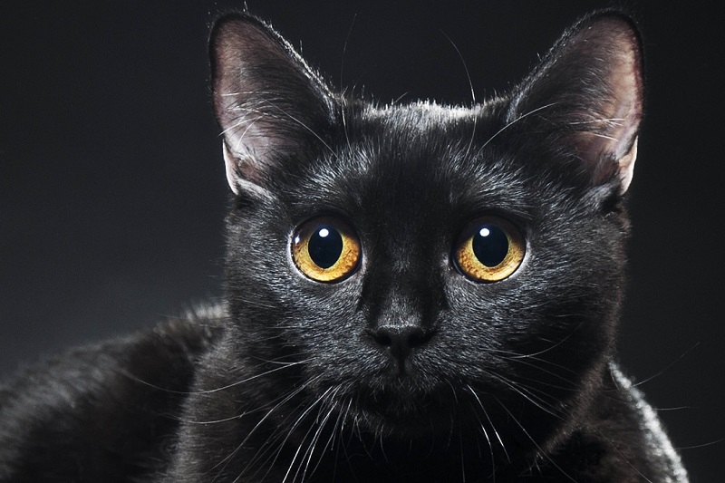 איך להיפטר מהבית מרוחות רעות ושליליות בעזרת החתול שלכם