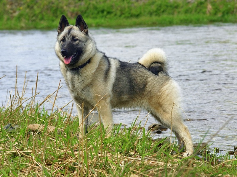 כלב אלקהאונד נורווגי