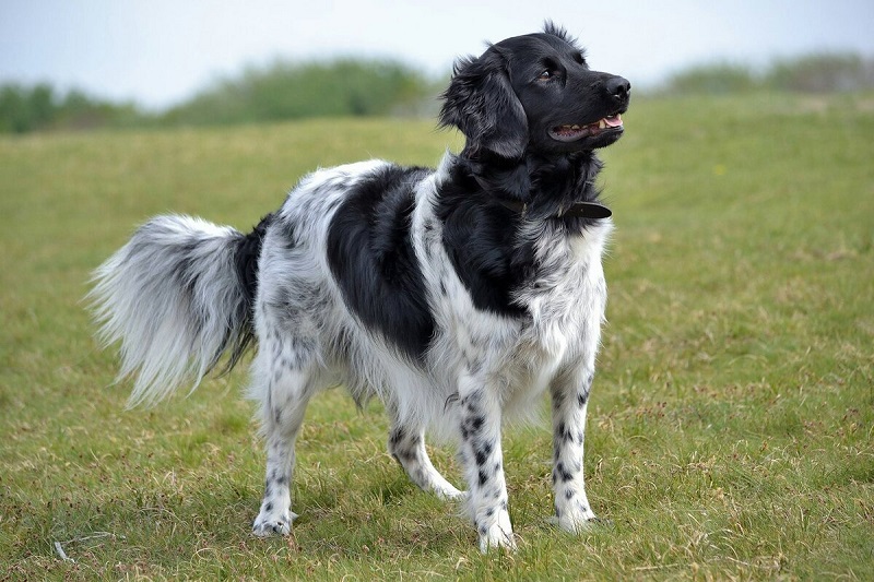 על סף הכחדה: 8 מגזעי הכלבים הנדירים ביותר
