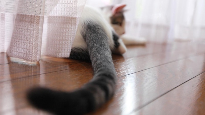 תנועה איטית