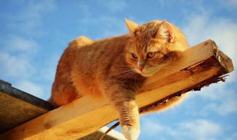 הסבתא ביישה את החתולה, וכאות פיוס, הוא נתן לה עכבר שתפס.