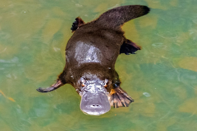 5 בעלי חיים שחיו על כדור הארץ שלנו מאז ימי הדינוזאורים