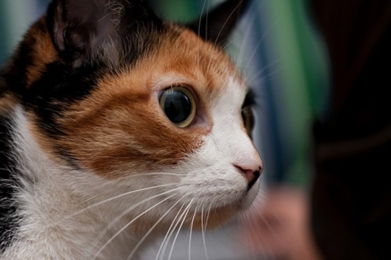 עיניים שחורות: 7 סיבות מדוע אישוני החתול שלכם מתרחבים