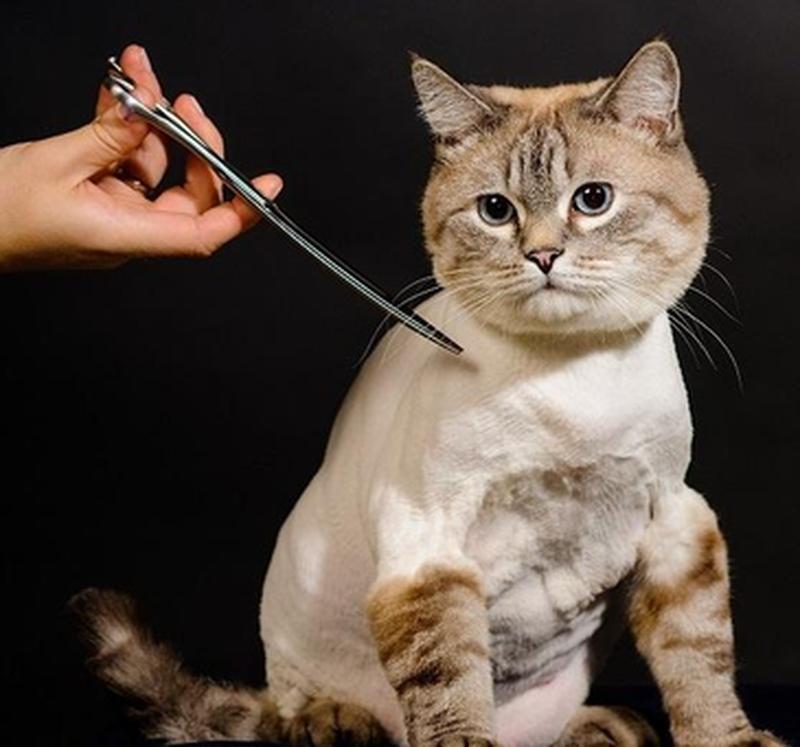 איך לגזור את שיער החתול בצורה נכונה