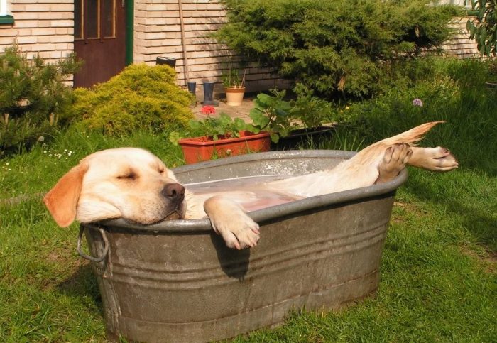 האם אני יכול לרחוץ את הכלב שלי בקיץ?