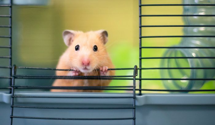 מה לעשות אם אוגר בורח מהכלוב שלו