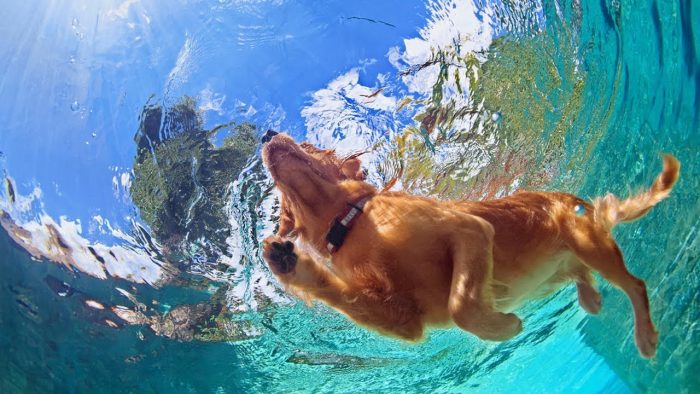 האם מותר לרחוץ כלב במזג אוויר חם?