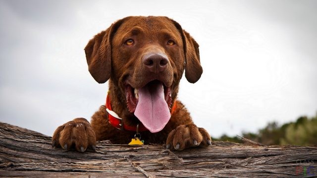 מה לעשות אם כלב נושם במהירות עם פה פתוח