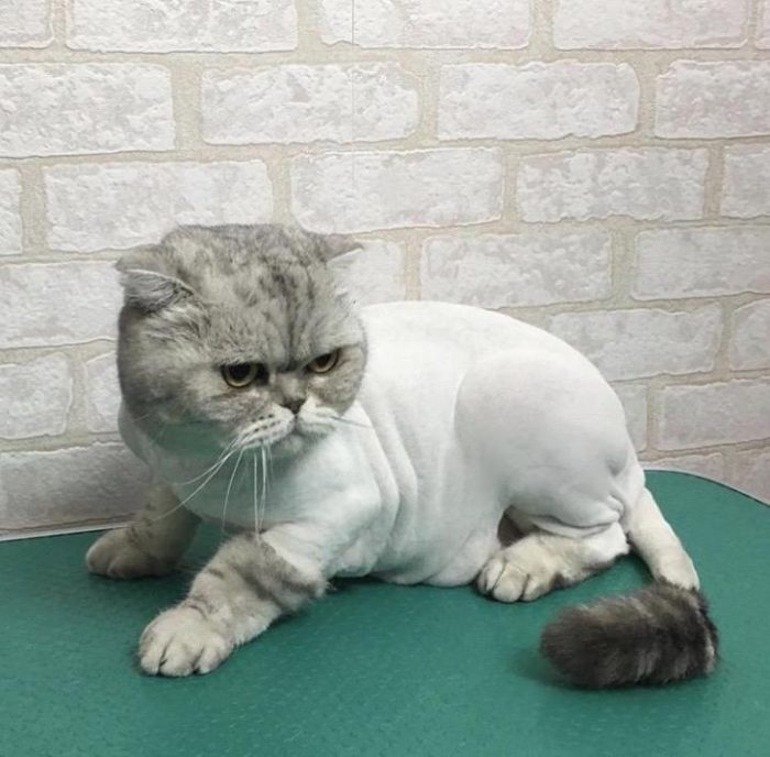 התספורת הטובה ביותר לחתול