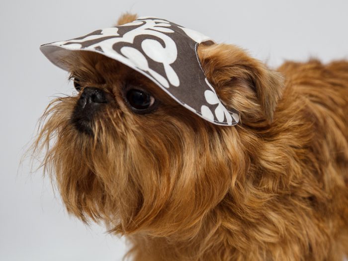 איך להגן על כלב בחום