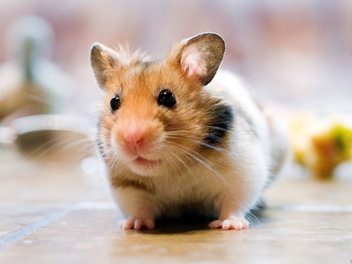 איך לפתות אוגר לצאת מהכלוב שלו