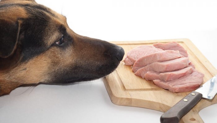 האם מותר לתת בשר לכלב?