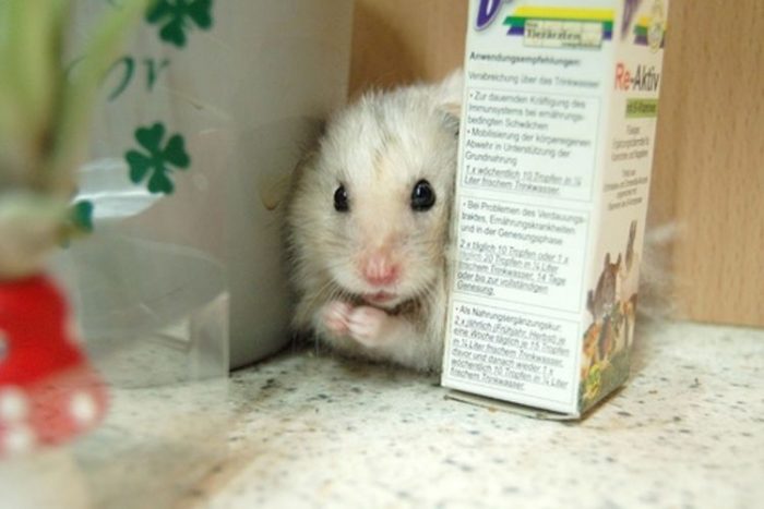 איך למצוא אוגר שברח מהכלוב שלו