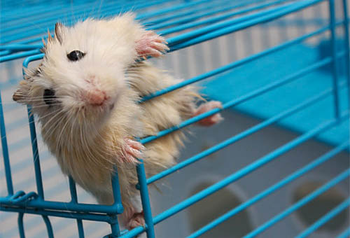 האוגר שלי ברח מהכלוב שלו. מה עליי לעשות?