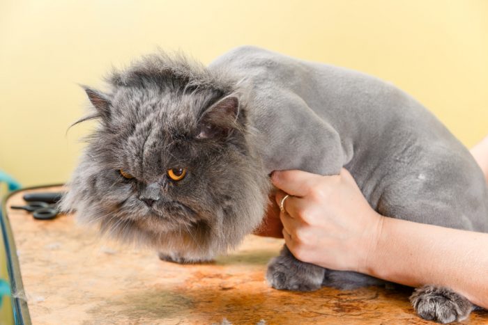 האם חתולים יכולים לגזור את שיערם?