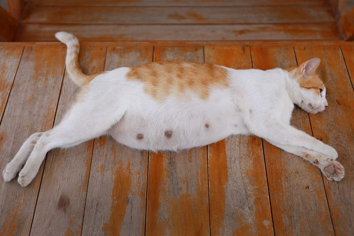 הריון אצל חתולה