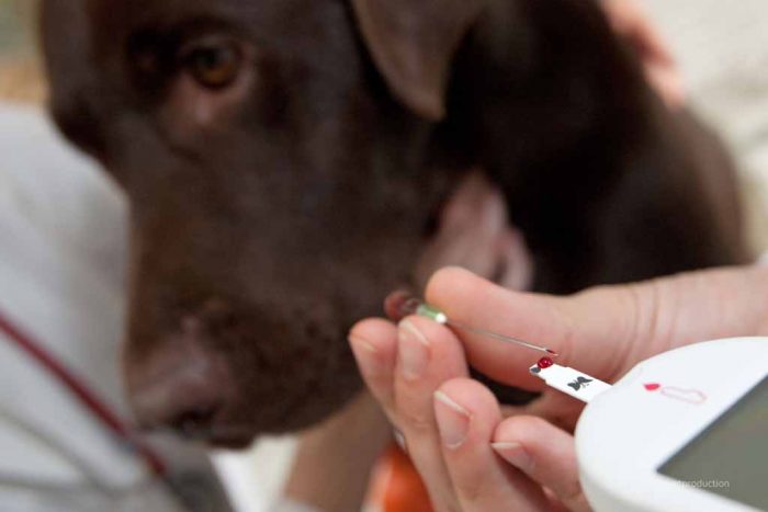 סוכרת אצל כלבים