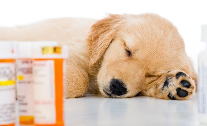חומרי ההרגעה הטובים ביותר לכלבים