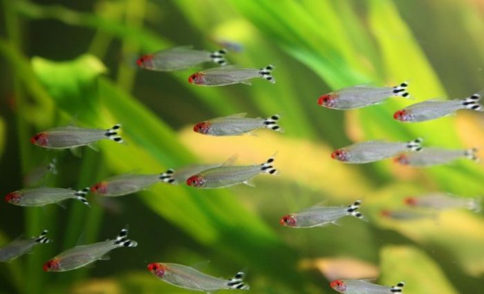 דגי הלימוד הטובים ביותר לאקווריומים