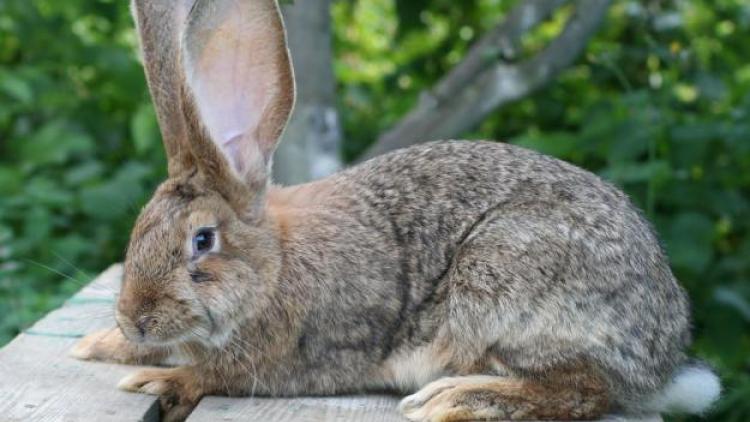 הריון בארנבות