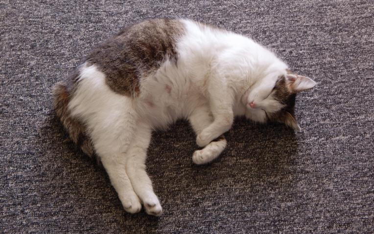 באיזה גיל חתולה יכולה להיכנס להריון?