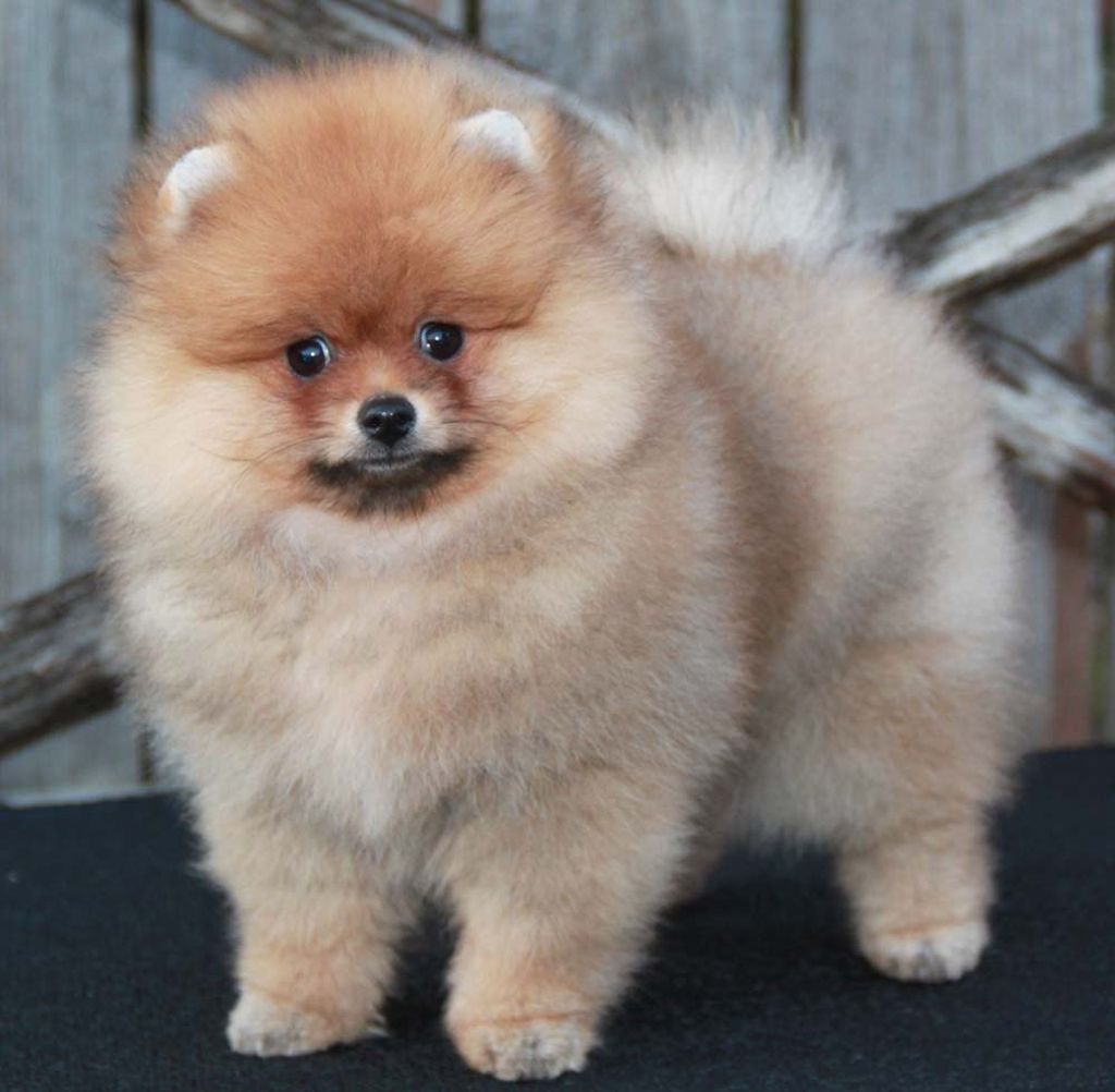 שֶׁרְסְטְשְׁפִּיצָה