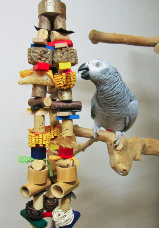 זואופסיכולוג