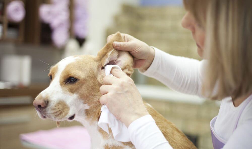 ניקוי אוזניים של כלב