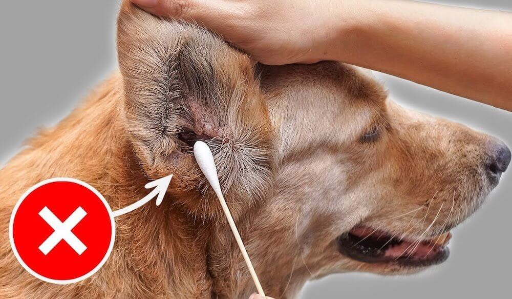 שגיאות וניואנסים