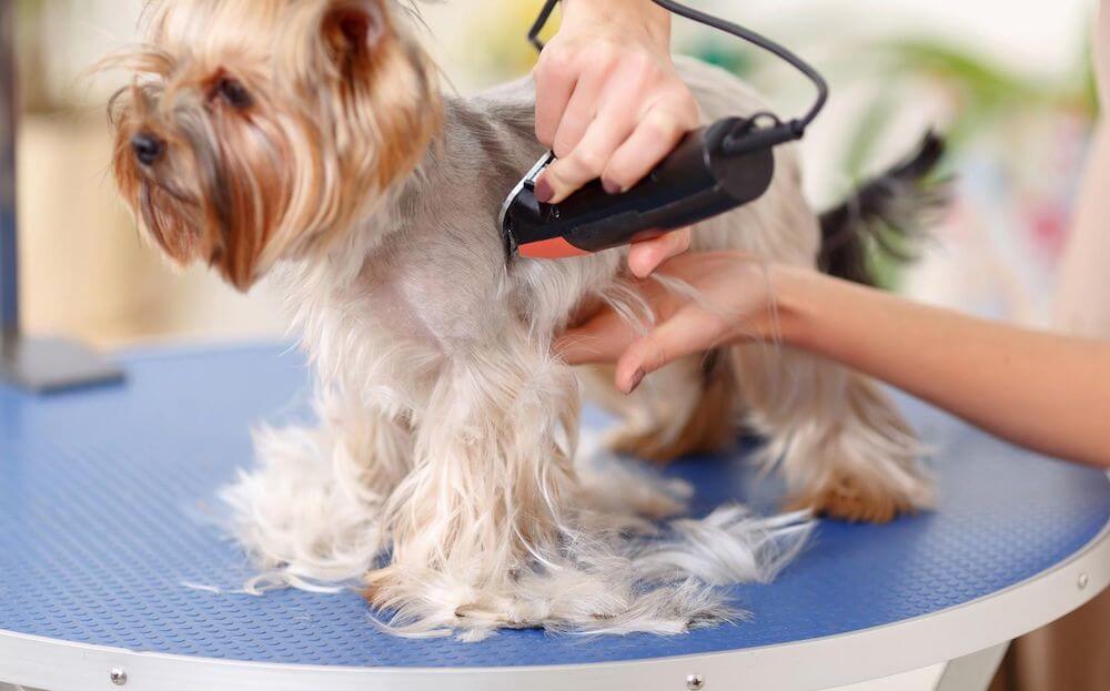 טיפוח עם מכונת תספורת