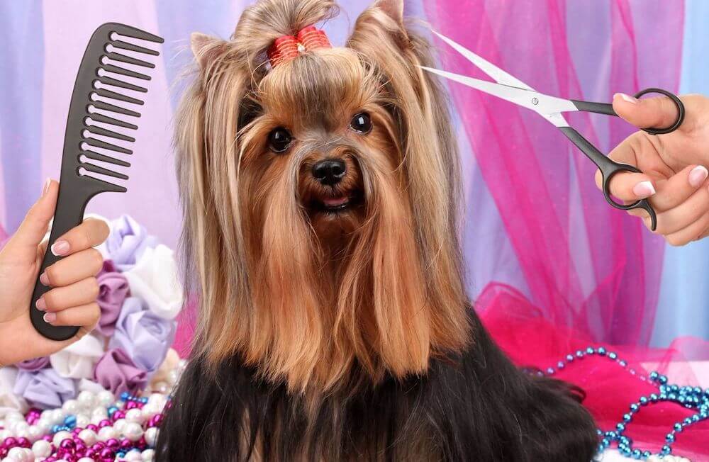 איך לגזור שיער של כלב בבית?