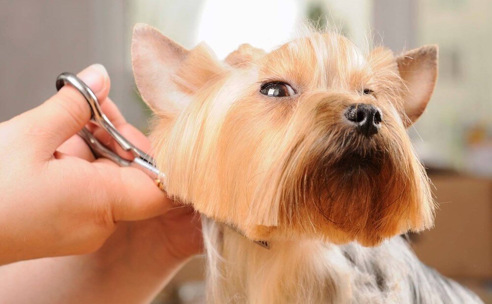 איך לגזור שיער של כלב עם מספריים