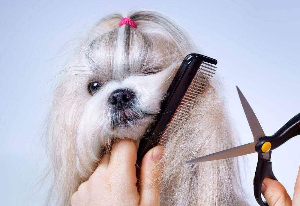 אילו גזעי כלבים זקוקים לטיפוח?